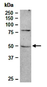 MC4R antibody