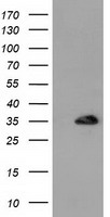 MCL1 antibody