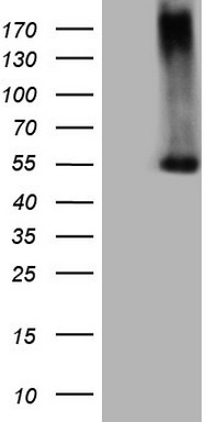 MDA5 (IFIH1) antibody