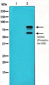 MDM2 (Phospho-Ser166) antibody
