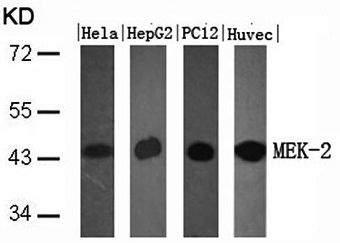 MEK-2 (Ab-394) Antibody