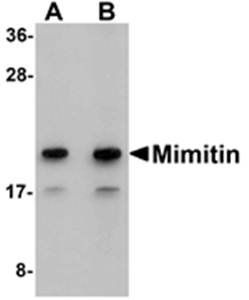 Mimitin Antibody