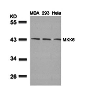 MKK6 (Ab-207) Antibody