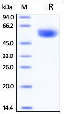 Rhesus macaque CD4 Protein