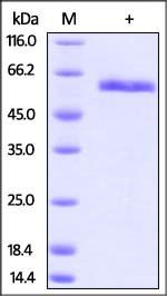 Rhesus macaque CD40 / TNFRSF5 Protein