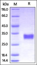 Cynomolgus CD40 / TNFRSF5 Protein