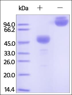 Cynomolgus / Rhesus macaque CTLA-4 Protein