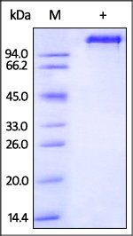 Rhesus macaque EGF R Protein