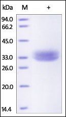 Rhesus macaque EpCAM / TROP1 Protein