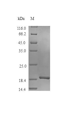 Monkey F7H1Q6 protein (Active)