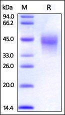 Cynomolgus / Rhesus macaque OX40 / TNFRSF4 / CD134 Protein