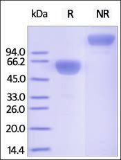 Cynomolgus PD-1 / PDCD1 Protein