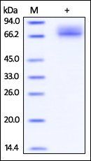 Cynomolgus / Rhesus macaque PD-L1 / B7-H1 Protein