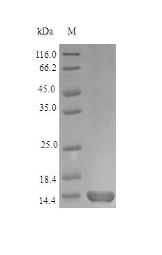 Monkey Q9GL44 protein (Active)