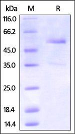 Cynomolgus DR3 / TNFRSF25 Protein