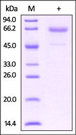 Mouse Glycophorin A / CD235a Protein