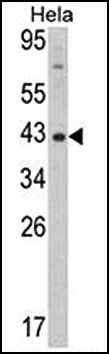Dnmt3L antibody