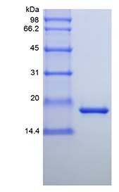 Mouse IL11 protein