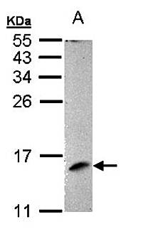MP1 antibody
