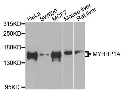 MYBBP1A antibody