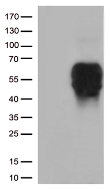 N myc interactor (NMI) antibody