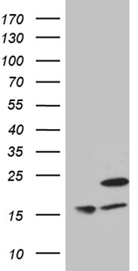 N myc interactor (NMI) antibody