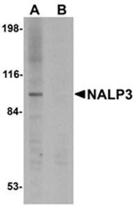 NALP3 Antibody