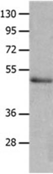 NCK2 Antibody