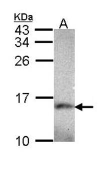 NADH dehydrogenase (ubiquinone) 1 alpha subcomplex, 5 antibody
