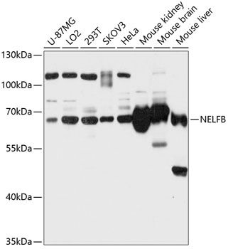 NELFB antibody