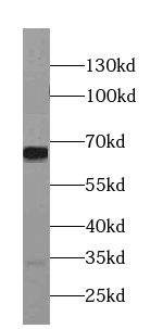 NELFB antibody