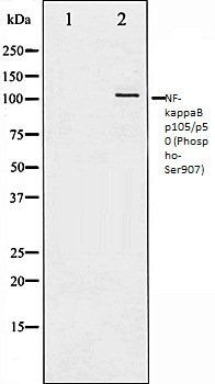 NF-kappaB p105/p50 (Phospho-Ser907) antibody