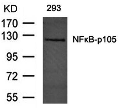 NFκB-p105 (Ab-893) Antibody