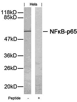 NFκB-p65 (Ab-276) Antibody
