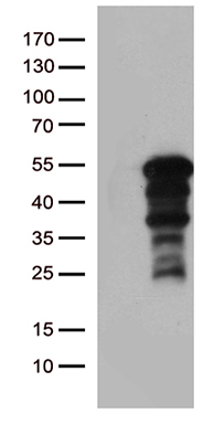 NIRF (UHRF2) antibody