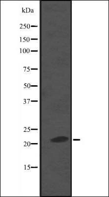 NKIRAS2 antibody
