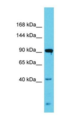 Nlgn3 antibody
