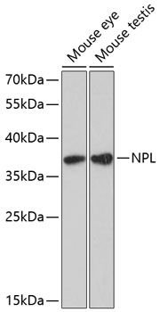 NPL antibody