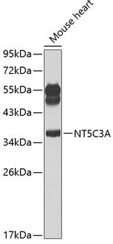 NT5C3A antibody