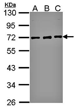 nucleoporin p62 antibody