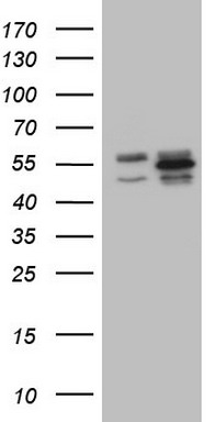 YB1 (YBX1) antibody