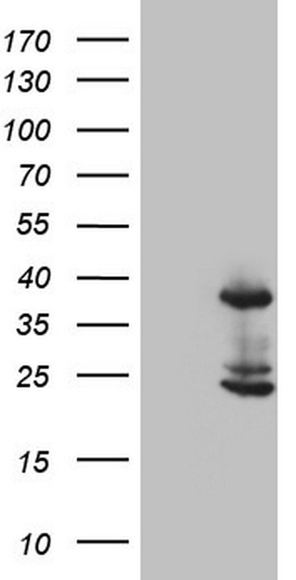 Caspase 4 (CASP4) antibody