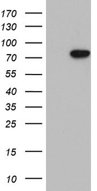 Lamin A (LMNA) antibody