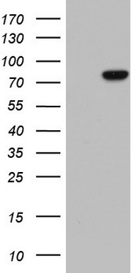 Lamin A (LMNA) antibody