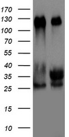 TIF1 alpha (TRIM24) antibody