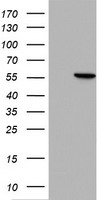 HMBS antibody