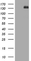 Hamartin (TSC1) antibody
