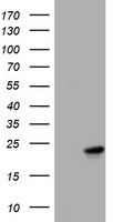 VILIP1 (VSNL1) antibody