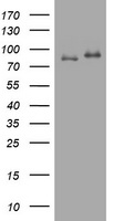 p95 NBS1 (NBN) antibody
