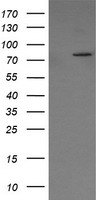 Solo (SESTD1) antibody